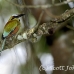 motmot_browed_turquoise_tar_h_0728_cos1061.jpg